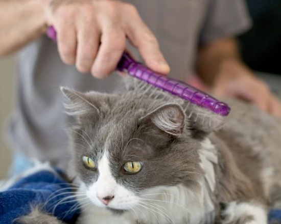 Kedilerde Tarama İşlemi